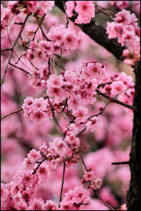 Fiori di primavera, Flowers of Spring